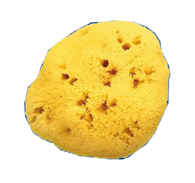 SPUGNA NATURALE FORI L 12/13CM 9 - Farmacia Nuova Dr.ssa Gabriella Catellani